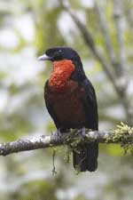 red ruffed fruit crow